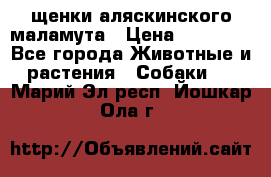 щенки аляскинского маламута › Цена ­ 20 000 - Все города Животные и растения » Собаки   . Марий Эл респ.,Йошкар-Ола г.